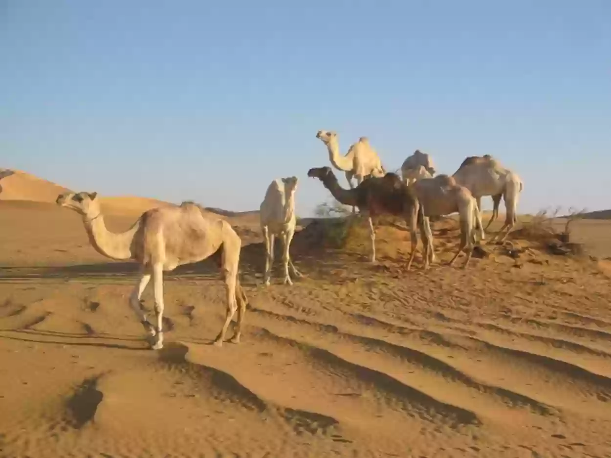 الحنطي وش يرجعون؟ أصل وديرة الحنطي