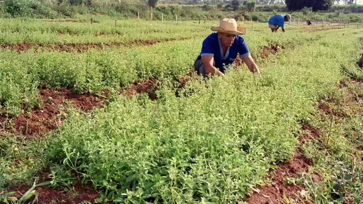  دراسات حديثة تكشف نبات يساهم في الوقاية من النوبات القلبية