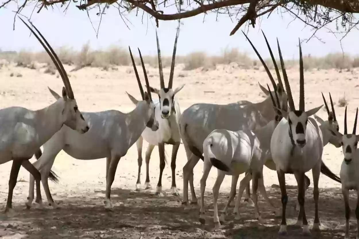 عدد المحميات في المملكة العربية السعودية ومواقعها